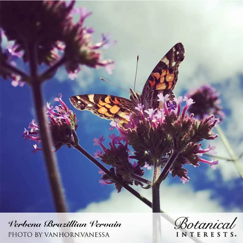 Brazilian Vervain Verbena Seeds